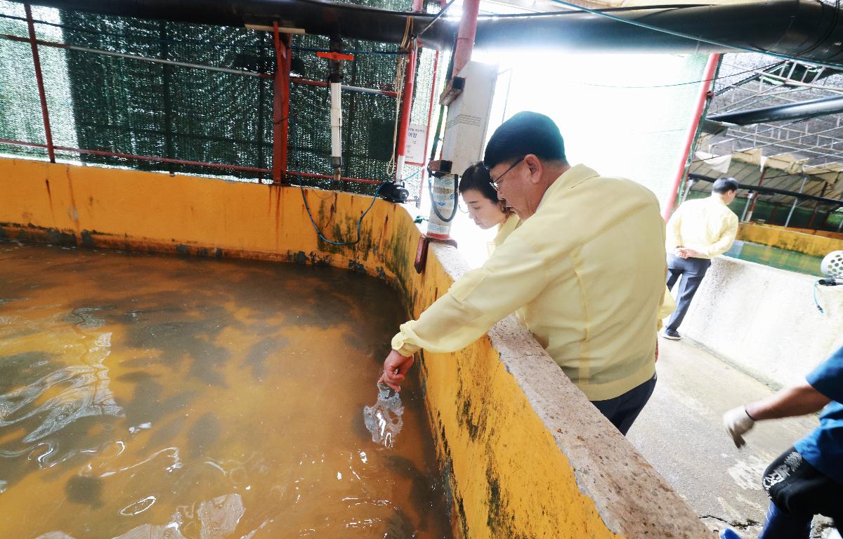 고수온에 따른 양식현장 방문차  첨부이미지 : 1U7A6101.JPG